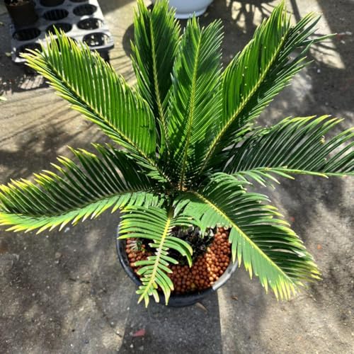 金環 ソテツ」の人気商品一覧 | 安い商品を通販サイトから探す - 価格.com